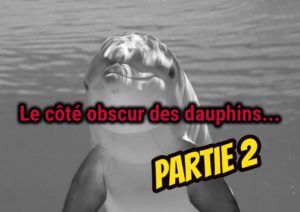 dauphins-alliances-partie2