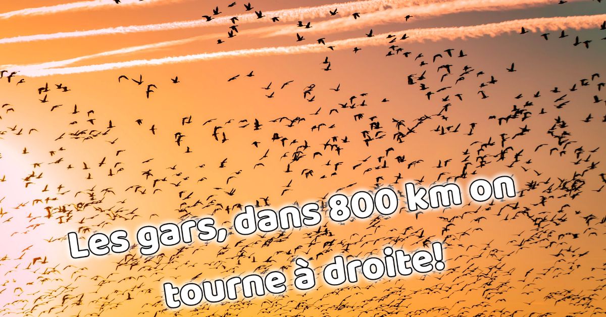 Météo. Les oiseaux migrateurs perturbés par un nouvel épisode de