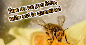 apprentissage concept chez les abeilles
