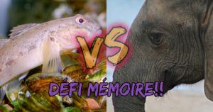 Gobbie et éléphant