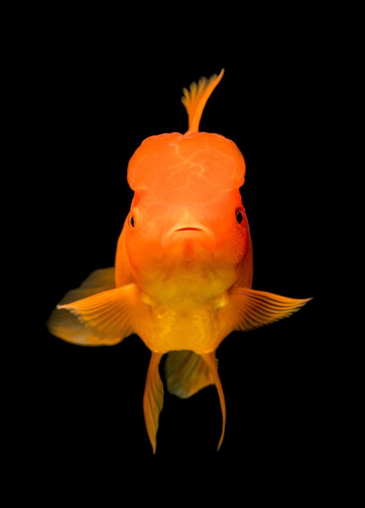 Les poissons rouges ont une meilleure mémoire que ce qu'on croit.