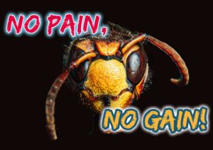 souffrance chez les insectes