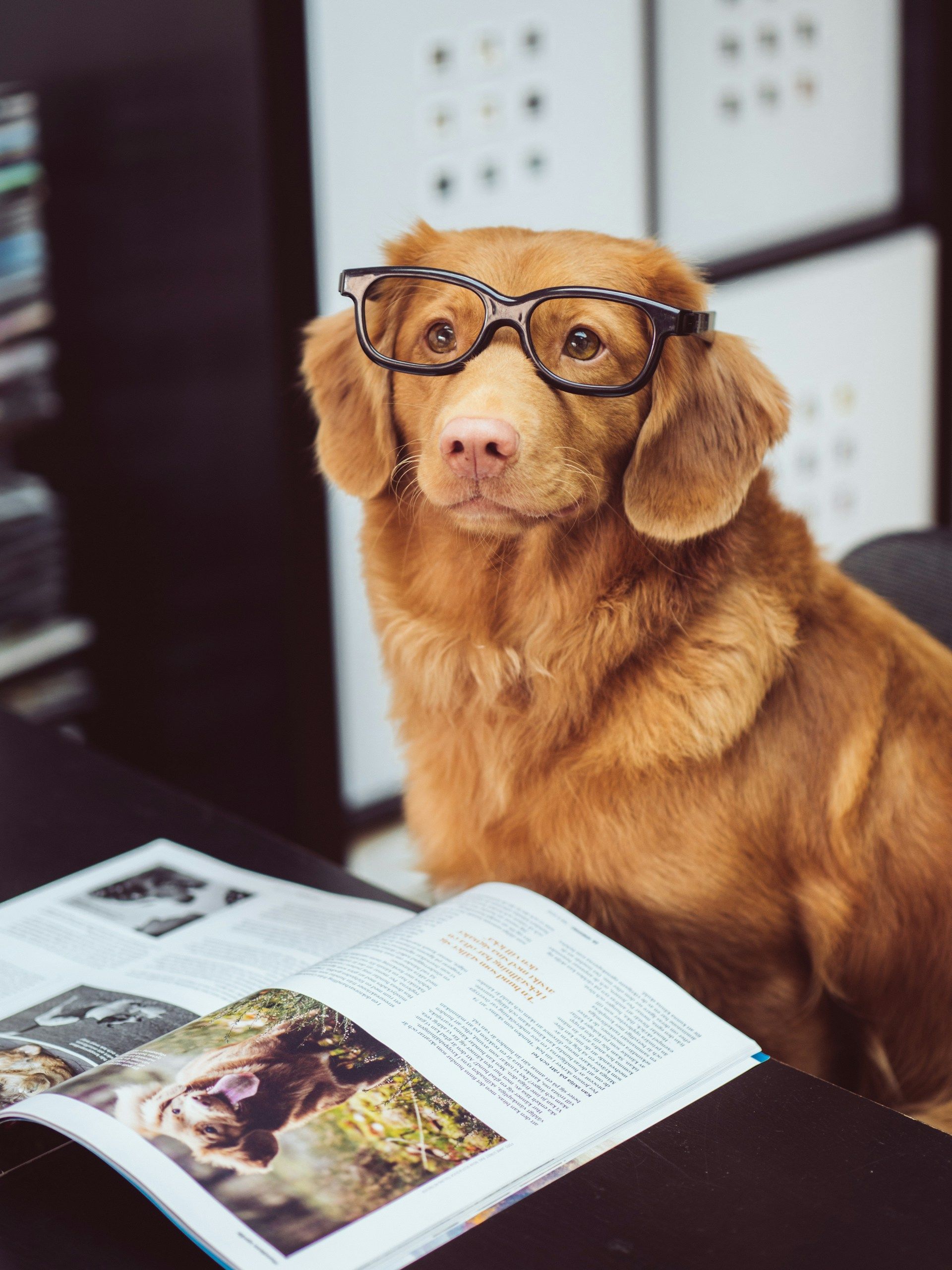 chien lecture lunettes journal